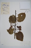 藏品(闊葉獼猴桃)的圖片