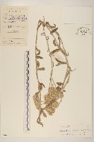 藏品(紅面番)的圖片