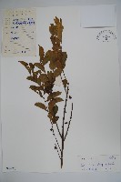 藏品(亮葉冬青)的圖片