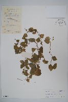 藏品(圓葉山梗菜)的圖片