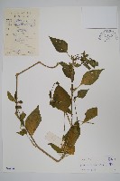 藏品(華九頭獅子草)的圖片