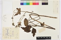 藏品(打破碗花花)的圖片