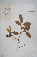 藏品(鷹爪花)的圖片