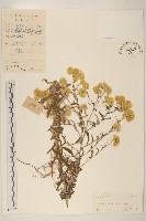 藏品(秋鼠麴草)的圖片