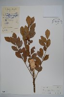 藏品(亮葉冬青)的圖片