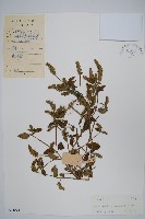 藏品(爵床、六角英)的圖片