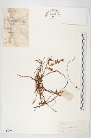 藏品(日本菟絲子)的圖片