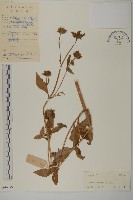 藏品(狼把草)的圖片