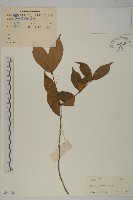 藏品(百齒衛矛)的圖片