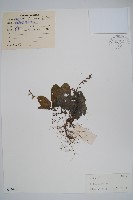 藏品()的圖片