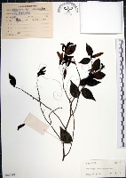 藏品(光果翼核木)的圖片