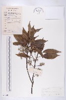 藏品(華杜英)的圖片