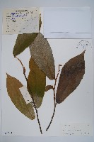 藏品(山椒子)的圖片