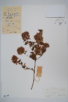 藏品(臺灣糯米條)的圖片