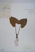 藏品(薄葉細辛、尾花細辛)的圖片