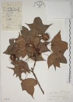 藏品(楓香、楓樹)的圖片