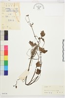 藏品(毛茛)的圖片