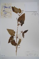 藏品(華蘿藦、奶漿藤)的圖片
