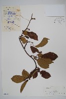 藏品(京梨獼猴桃)的圖片