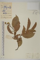 藏品(短梗南蛇藤)的圖片