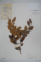 藏品(金平氏冬青)的圖片