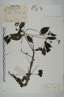 藏品(山蟛蜞菊)的圖片