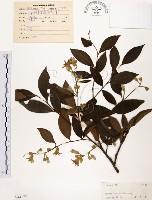藏品(烏皮九芎、奮起湖野茉莉)的圖片