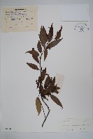 藏品(乳兒繩)的圖片