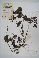 藏品(少花馬藍)的圖片