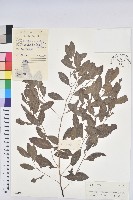 藏品(葉底珠、市蔥密花葉底珠)的圖片