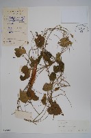 藏品(七層樓)的圖片