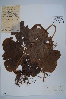 藏品(八角蓮)的圖片