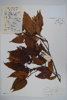 藏品(大穗鵝耳櫪)的圖片