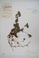 藏品(四子馬藍)的圖片