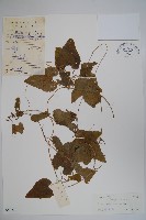 藏品(大花金錢豹)的圖片