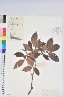 藏品(鹿角杜鵑、西施花、青紫木)的圖片