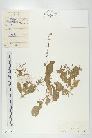 藏品(葶藶)的圖片