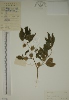 藏品(燈籠草)的圖片