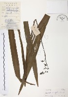 藏品(桔梗蘭)的圖片