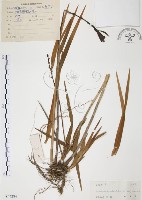 藏品(葦草蘭、鳥仔花、竹葉蘭)的圖片