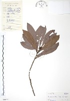 藏品(楊梅)的圖片