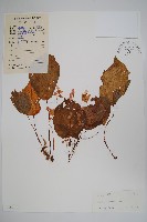 藏品(心葉秋海棠)的圖片