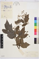 藏品(兩廣鐵線蓮)的圖片