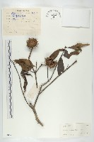 藏品(猴歡喜)的圖片