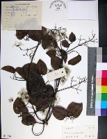 藏品(麥氏鐵線蓮)的圖片