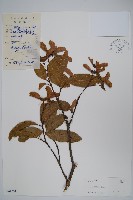 藏品(紅翅槭)的圖片