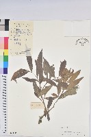 藏品(小葉五月茶)的圖片