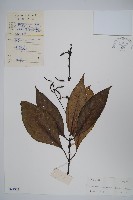 藏品(野靛棵)的圖片