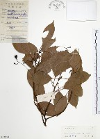 藏品(樟樹)的圖片