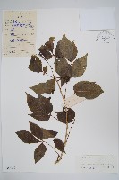 藏品(三葉五加、三加皮)的圖片